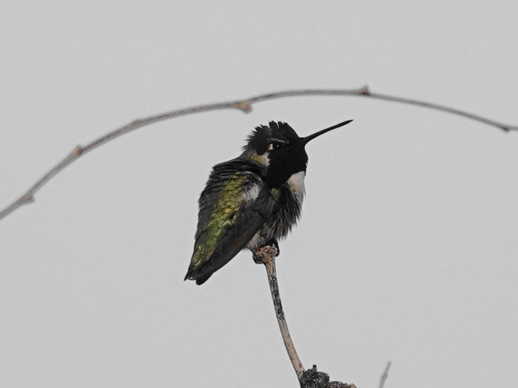 Costa's Hummingbird - ML612837528