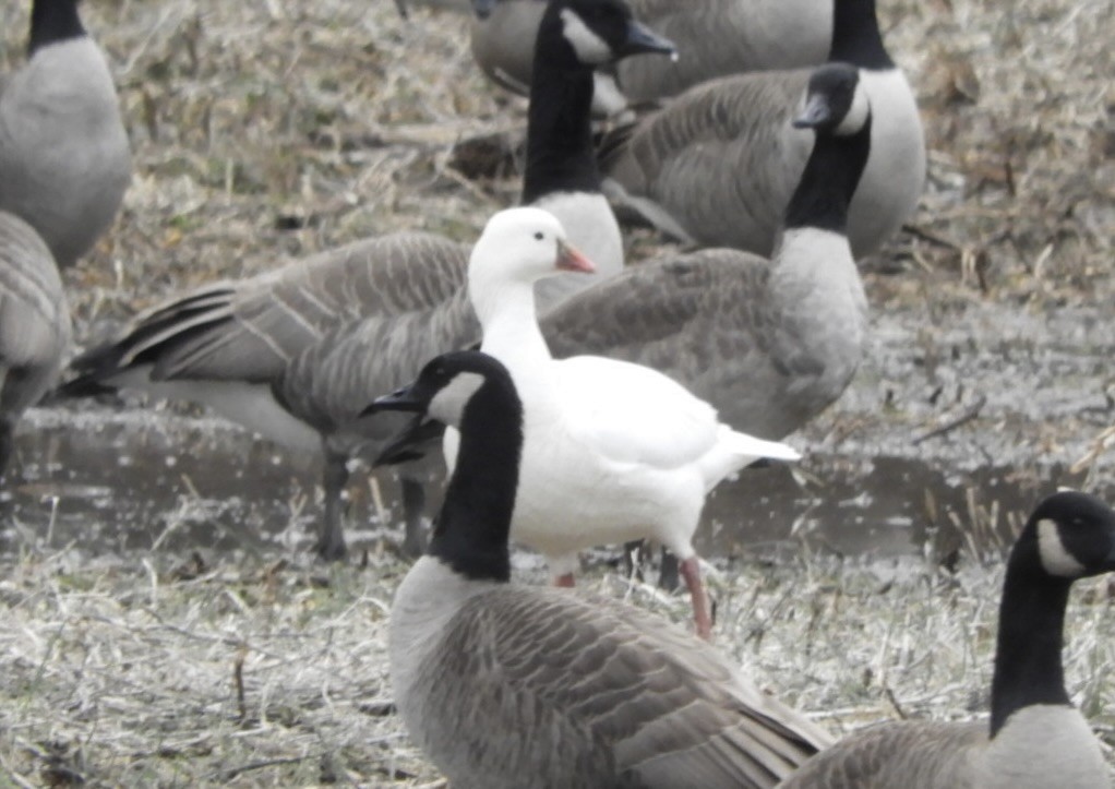 Ross's Goose - ML612837538