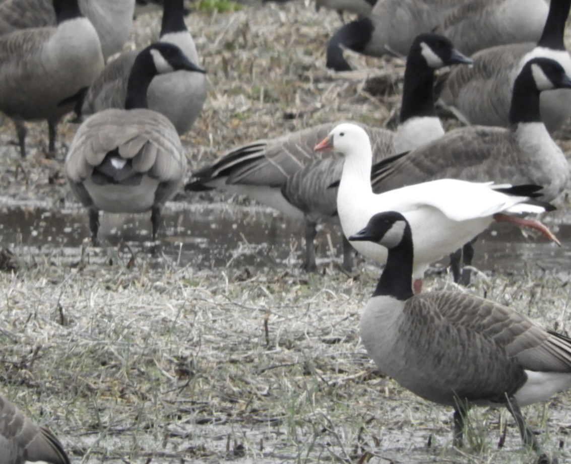 Ross's Goose - ML612837539