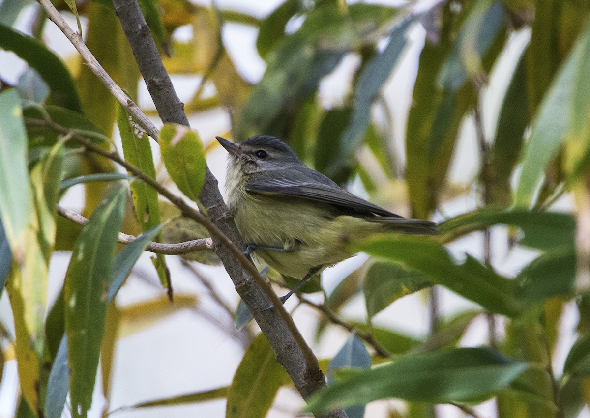 Philadelphia Vireo - ML612837610