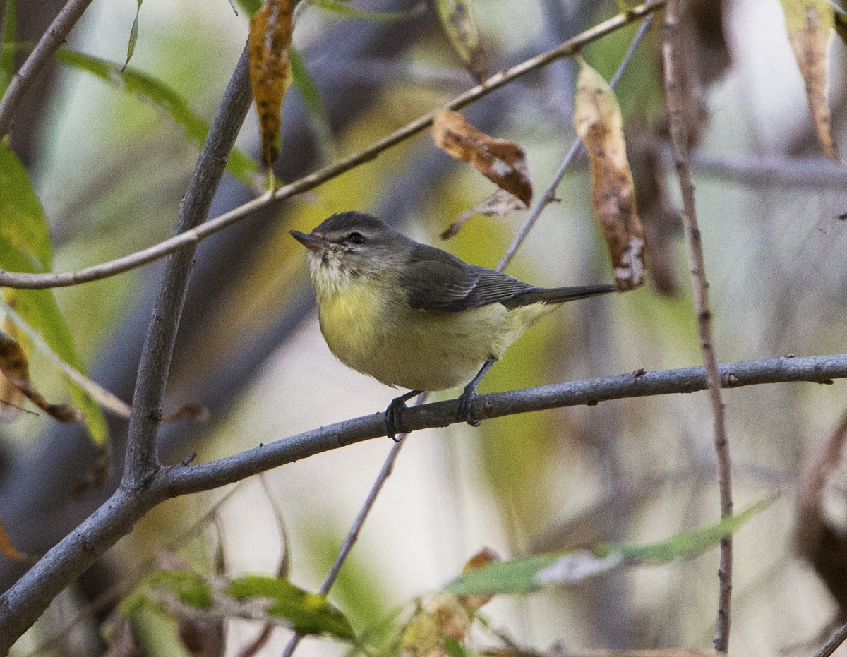 Vireo de Filadelfia - ML612837612