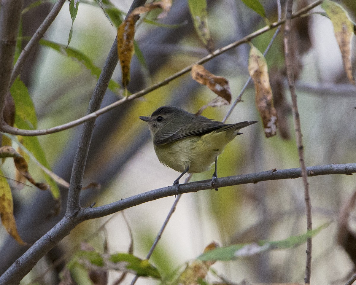 Philadelphia Vireo - ML612837613