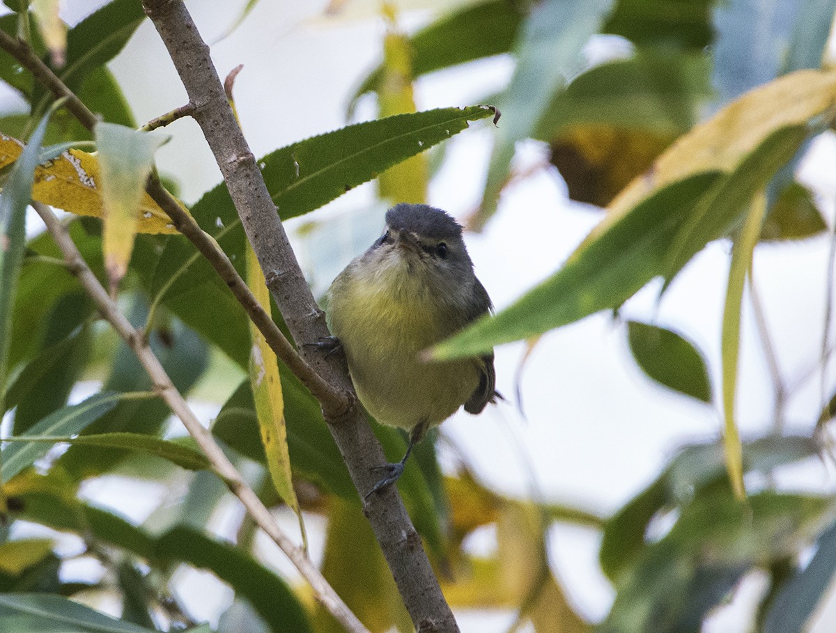 Philadelphia Vireo - ML612837614