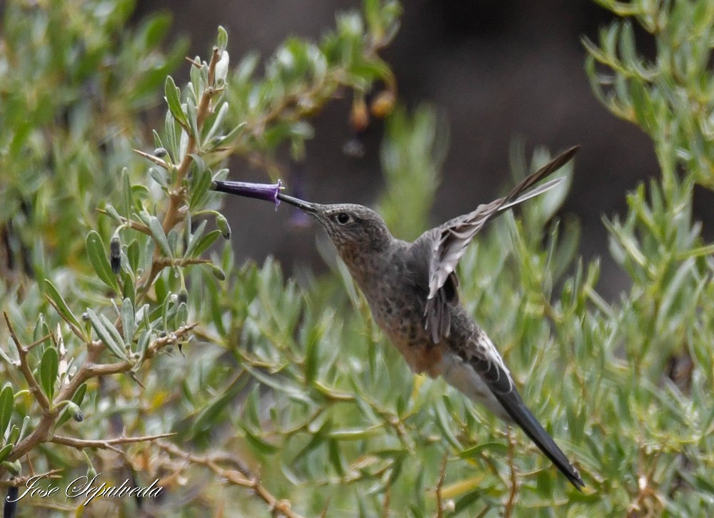 Giant Hummingbird - ML612837619