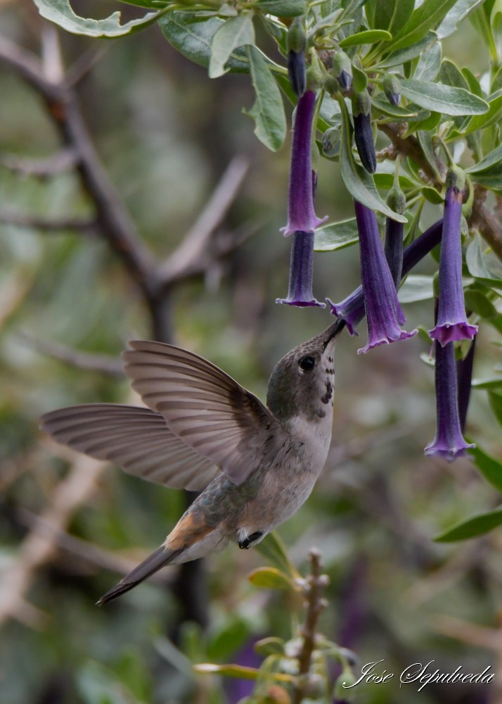 Oasis Hummingbird - ML612837625