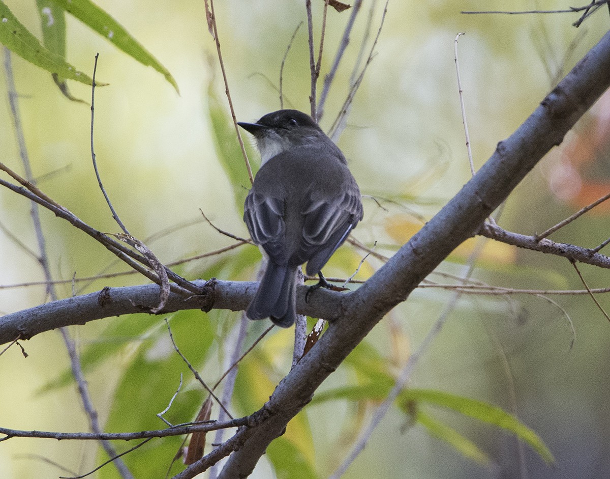 Eastern Phoebe - ML612837638