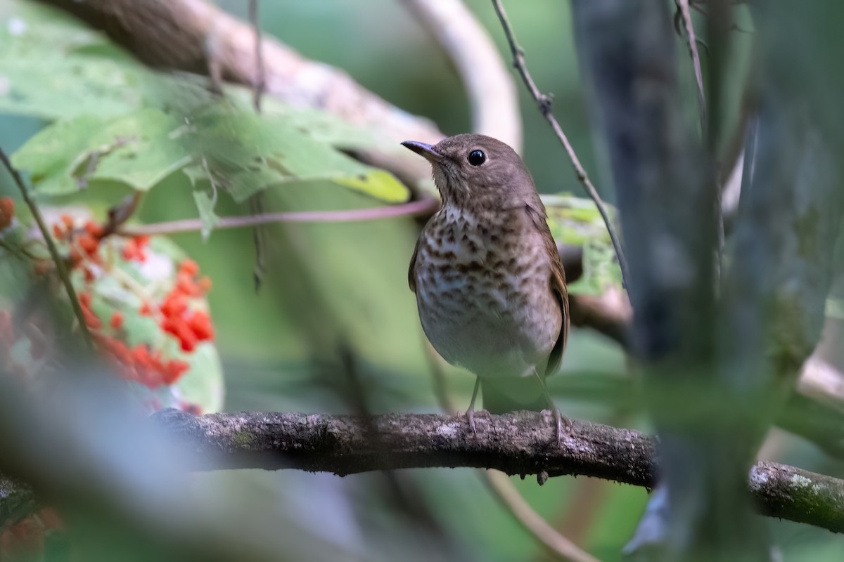 Hermit Thrush - Adam Jackson