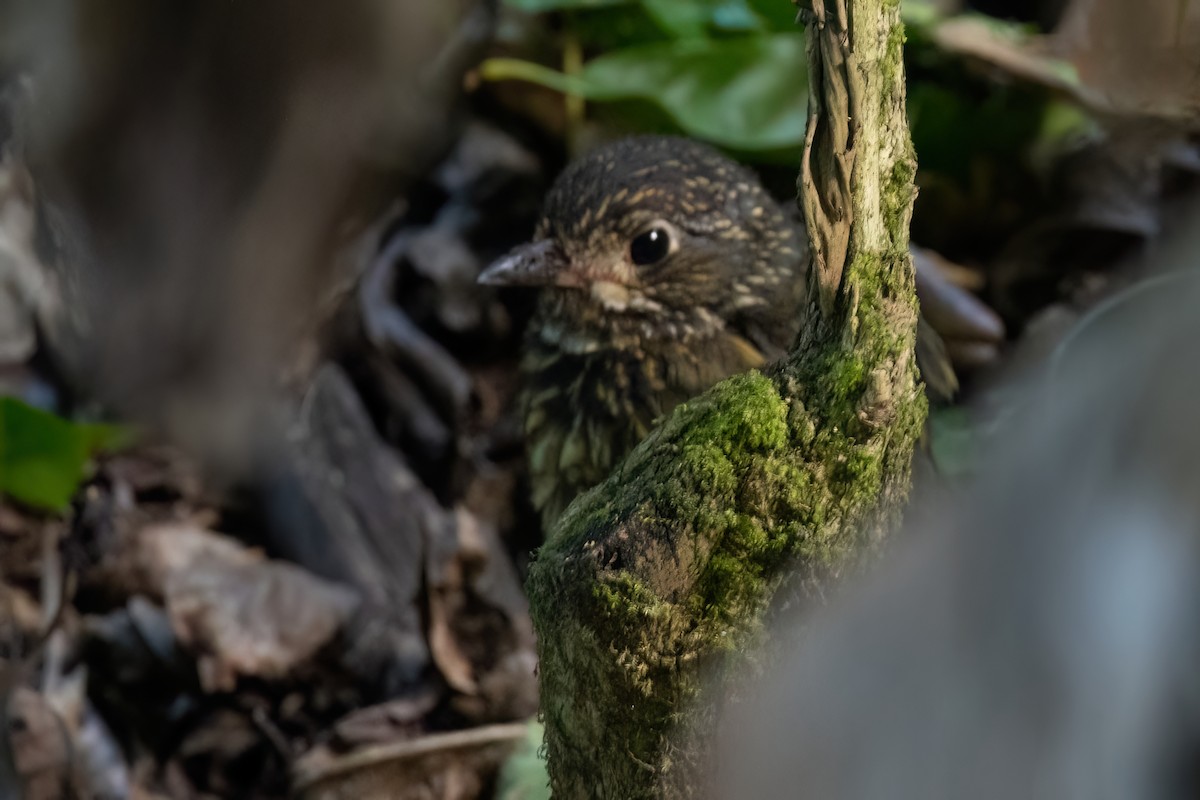 Scaled Antpitta - ML612837690