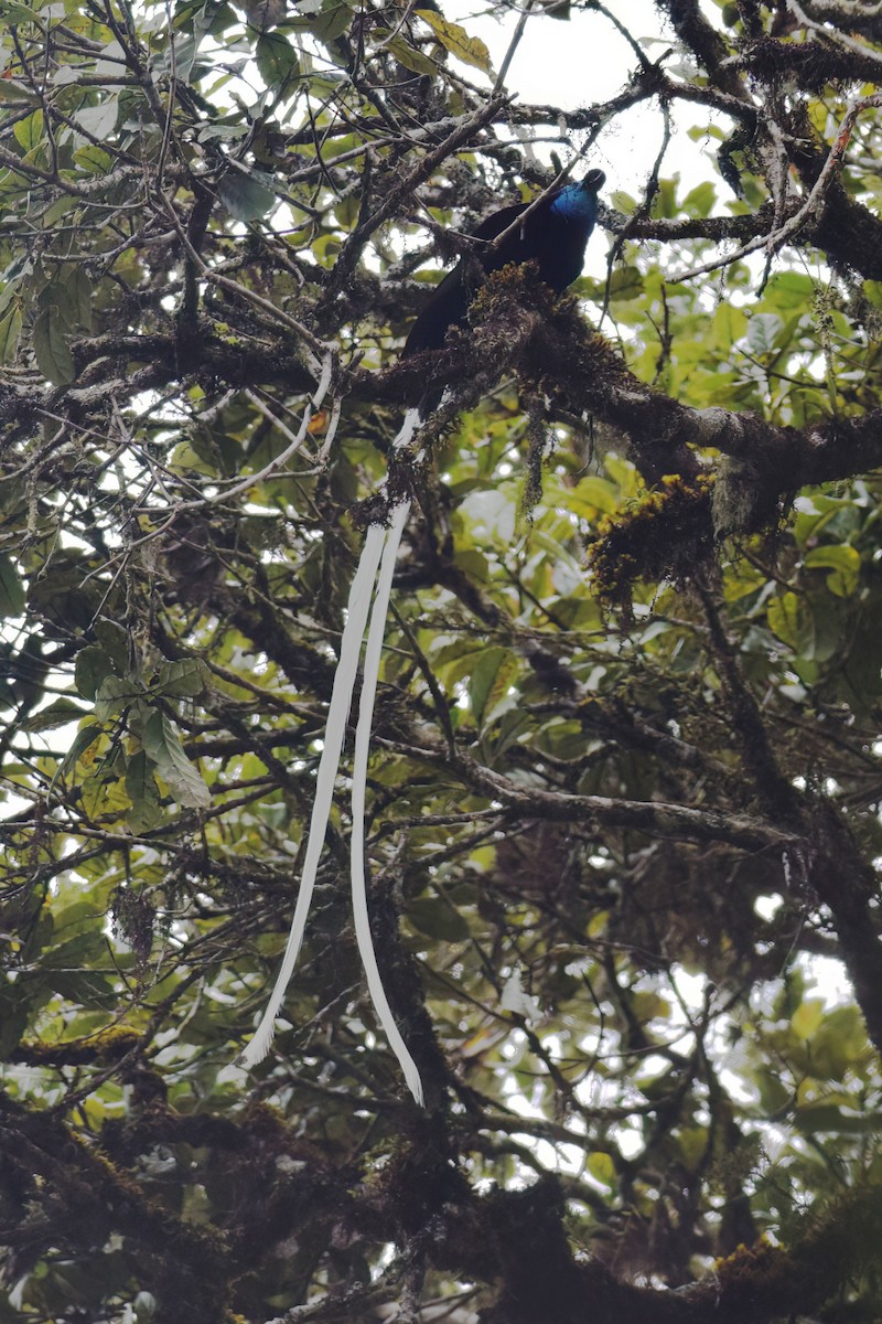 Ribbon-tailed Astrapia - Vincent van der Spek