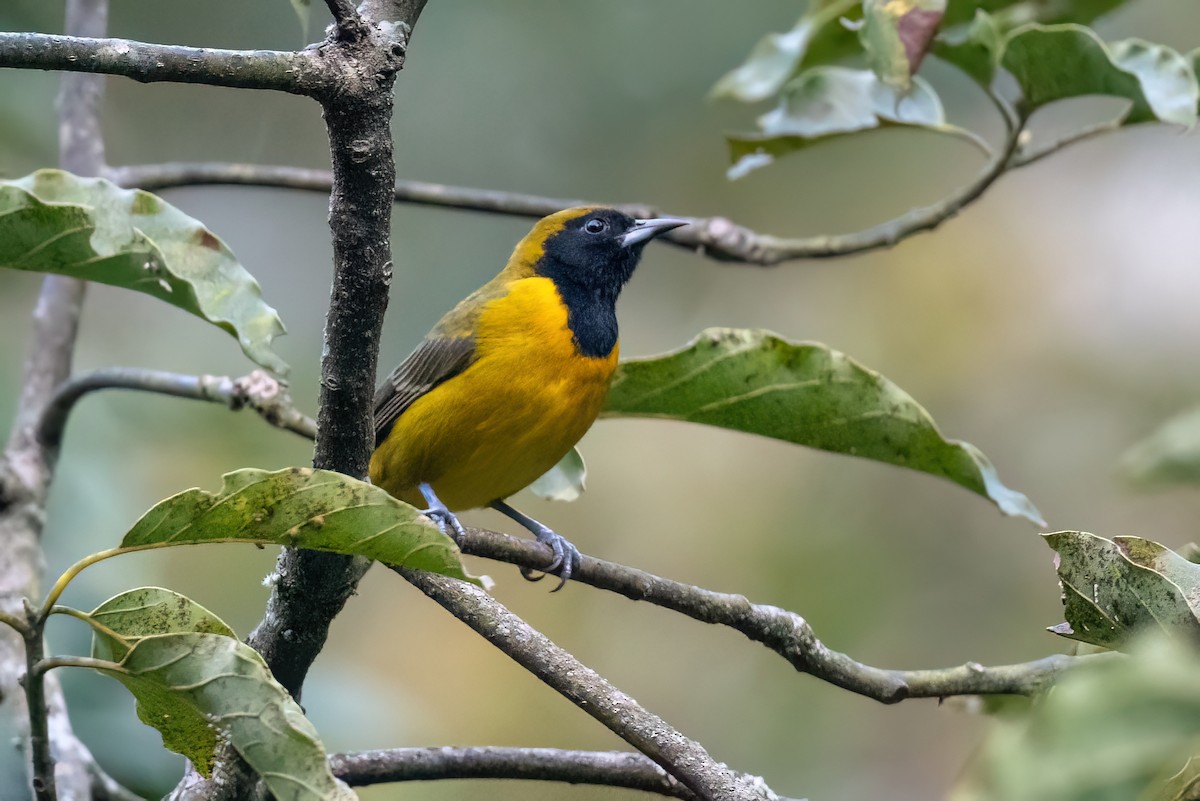 Bar-winged Oriole - ML612837707