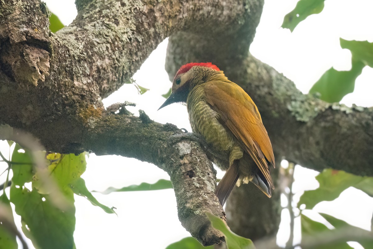 Golden-olive Woodpecker - ML612837715