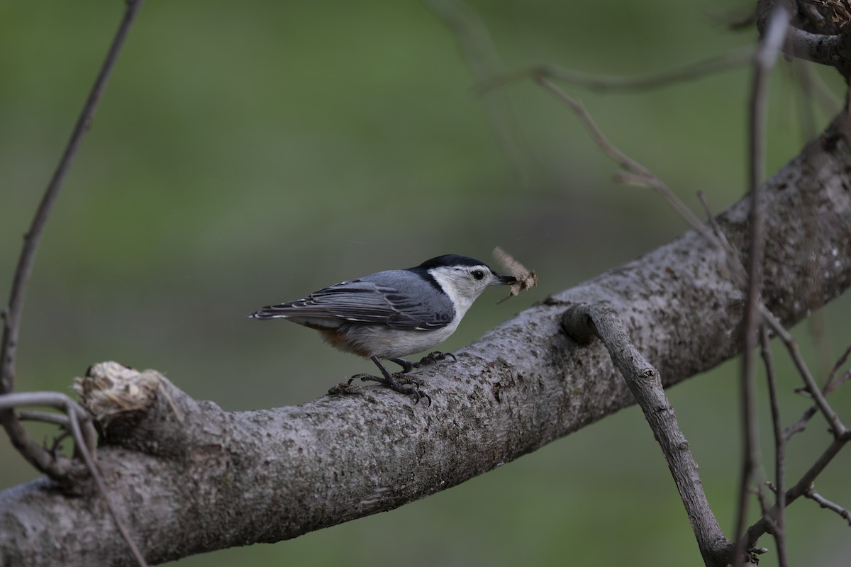 White-breasted Nuthatch - Ben Placzek