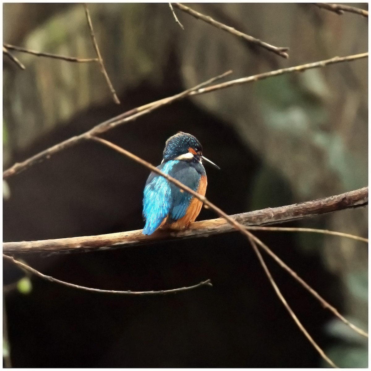 Common Kingfisher - ML612837746