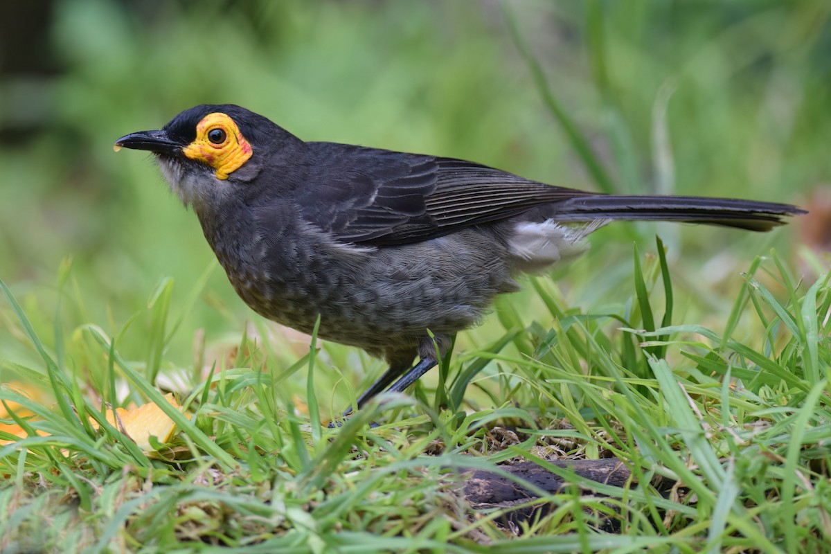 Smoky Honeyeater - ML612837759