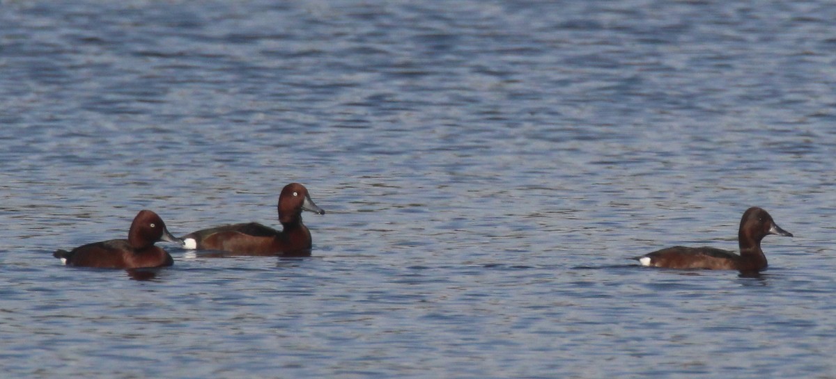 Ferruginous Duck - ML612837824