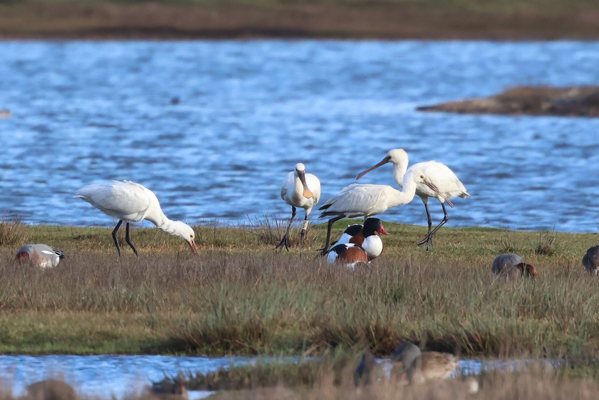 Eurasian Spoonbill - ML612837890