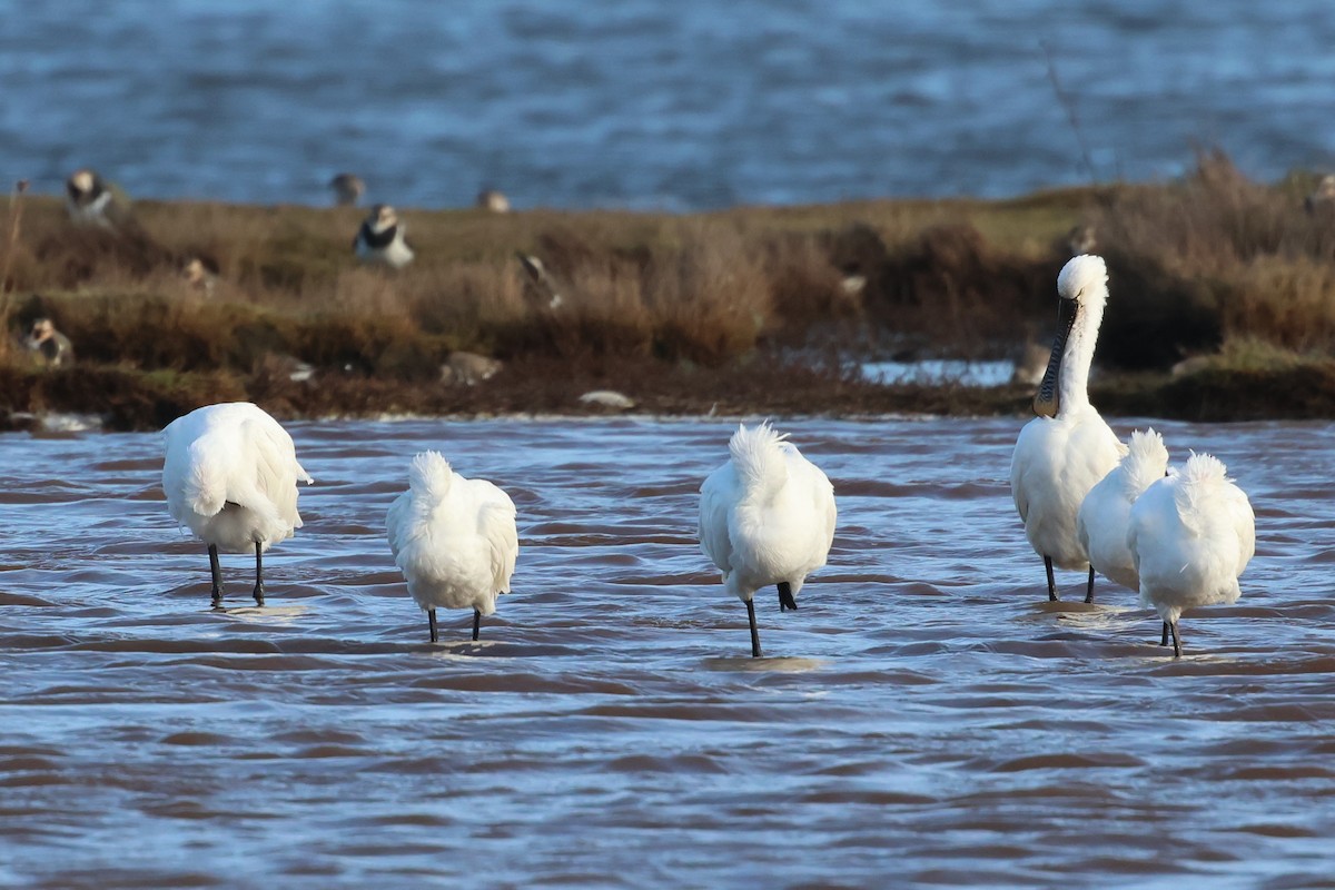 Eurasian Spoonbill - ML612837892