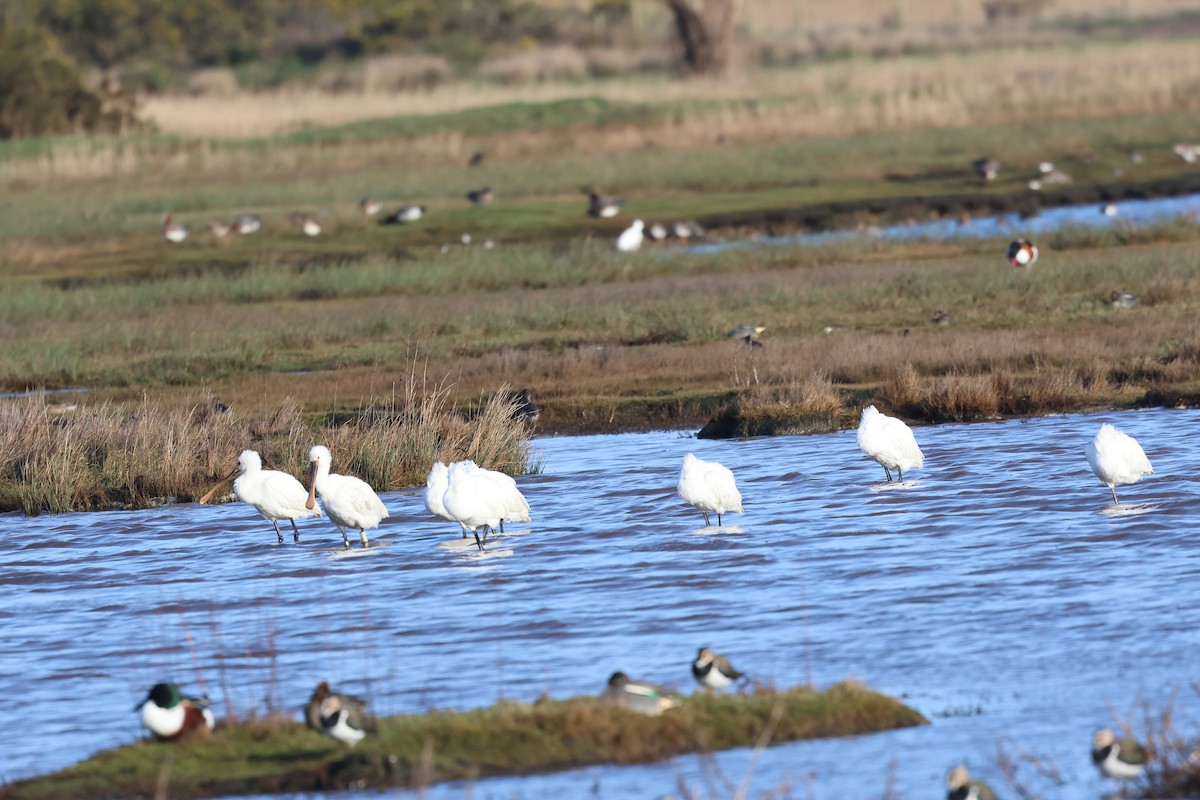 Eurasian Spoonbill - ML612837896