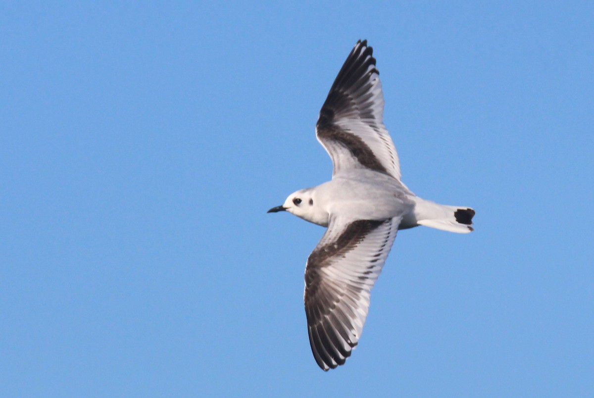 Little Gull - ML612837977