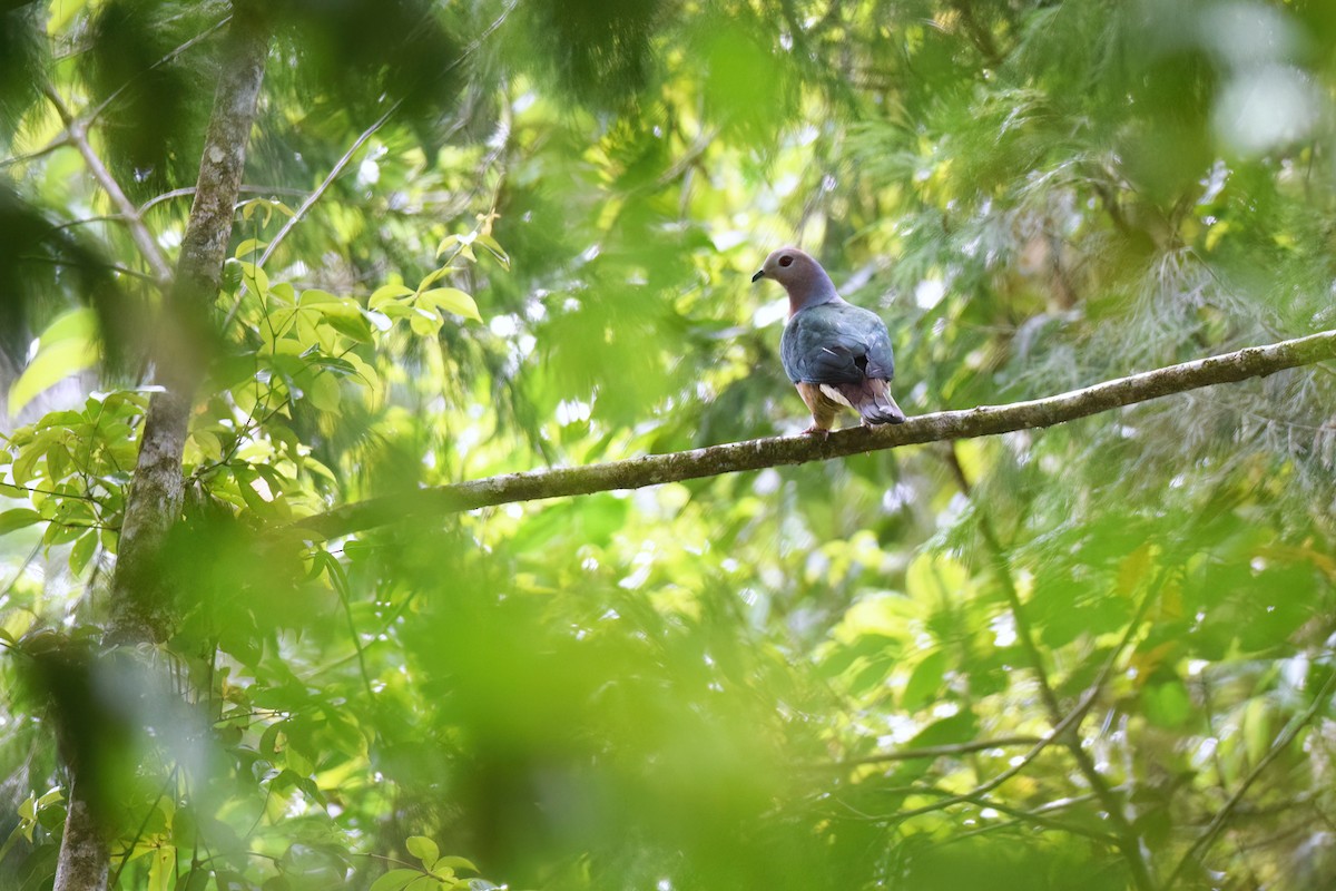 Purple-tailed Imperial-Pigeon - Vincent van der Spek