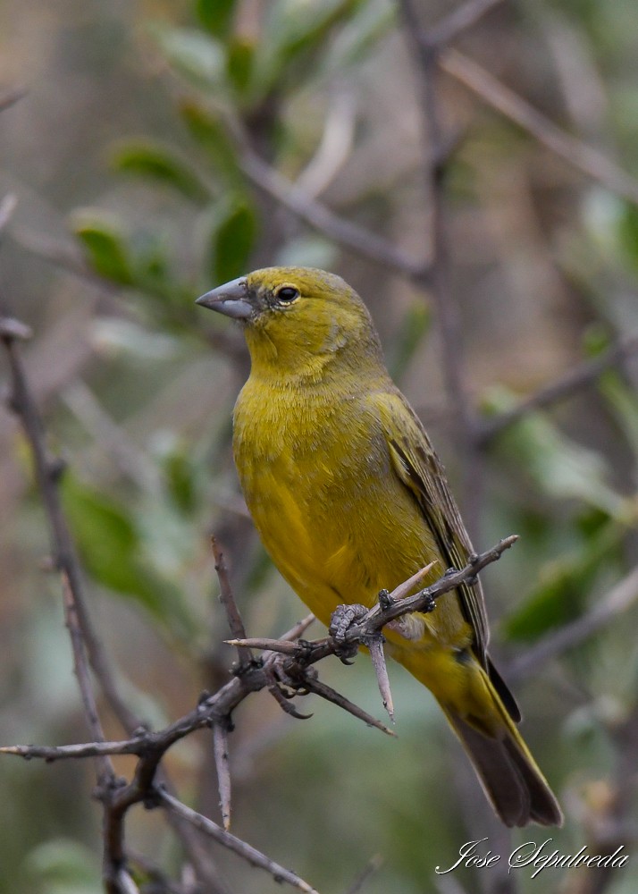 Greenish Yellow-Finch - ML612838020