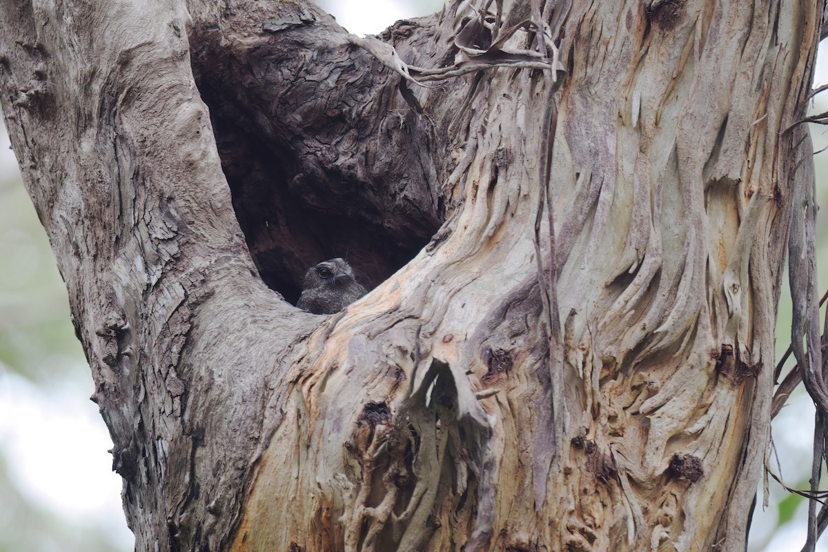 Barred Owlet-nightjar - ML612838030