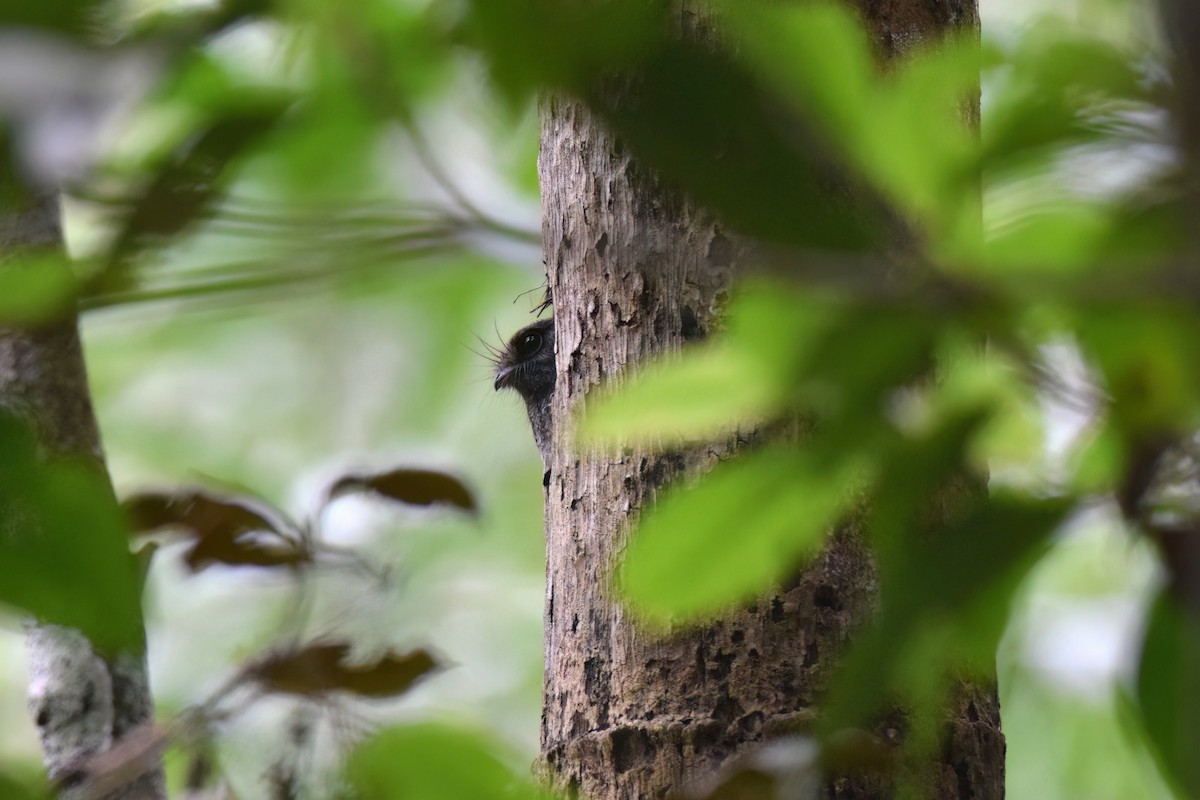 Barred Owlet-nightjar - ML612838031