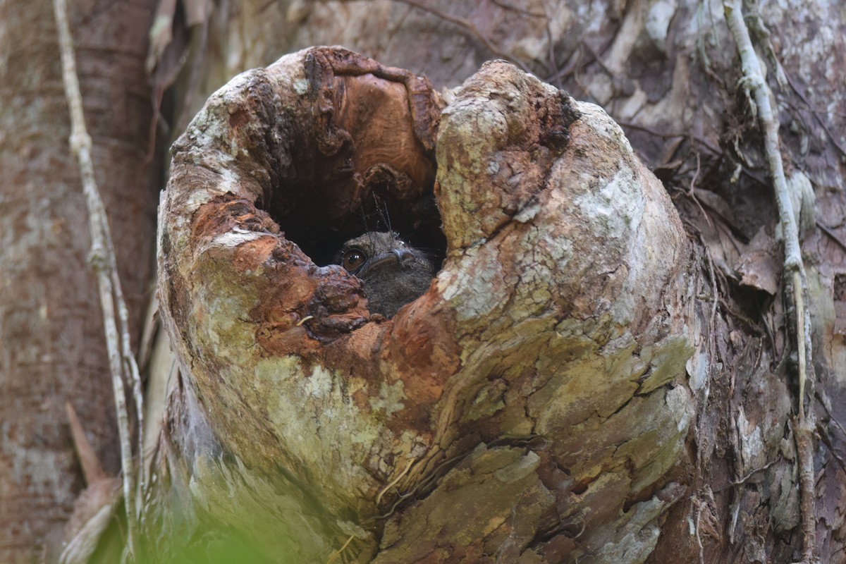 Barred Owlet-nightjar - ML612838032