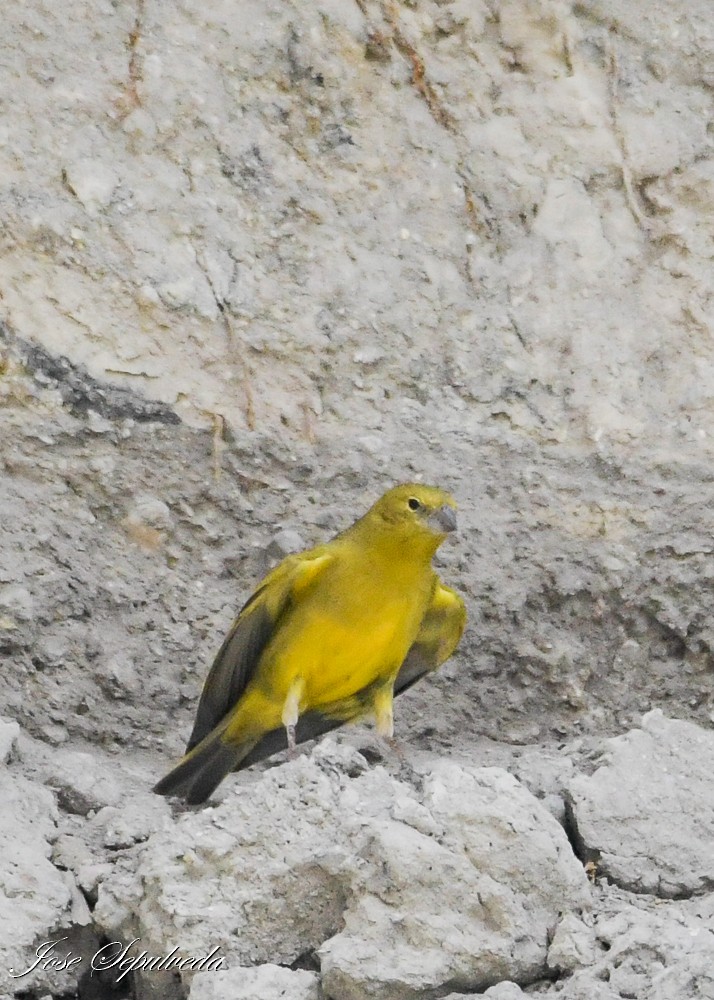 Greenish Yellow-Finch - ML612838042