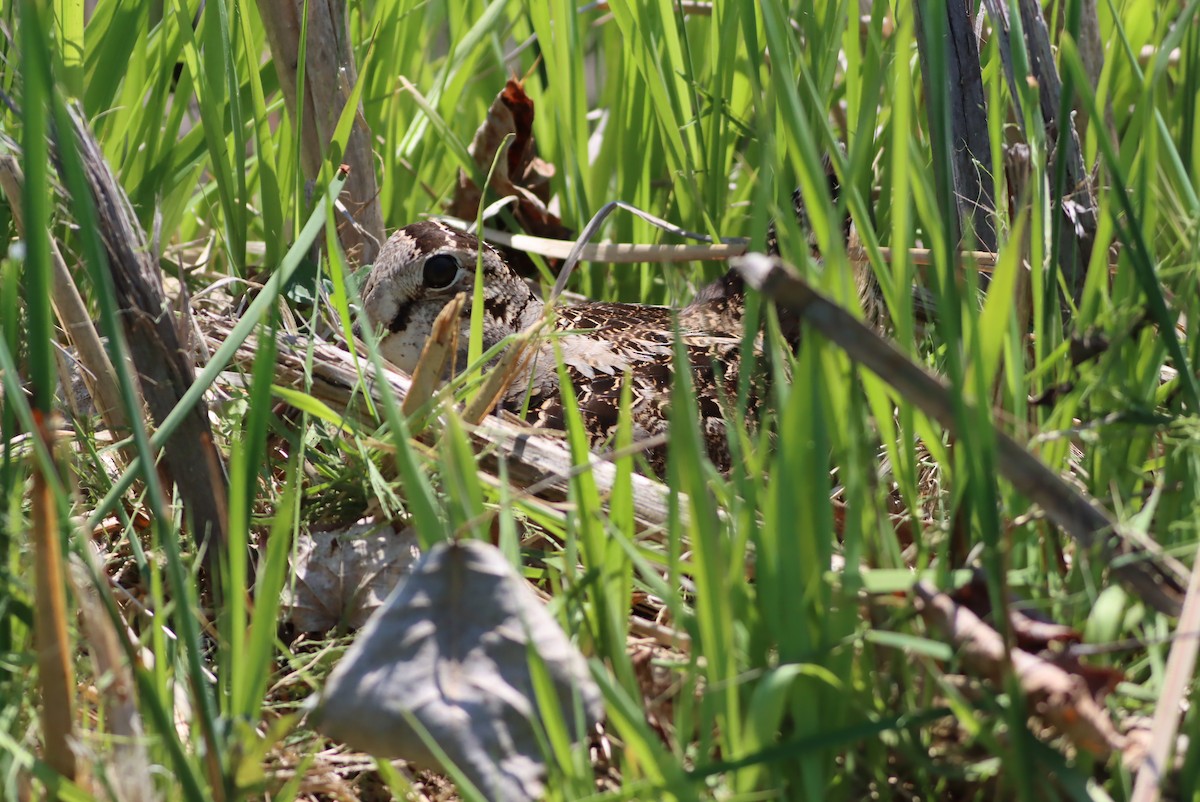 American Woodcock - ML612838045