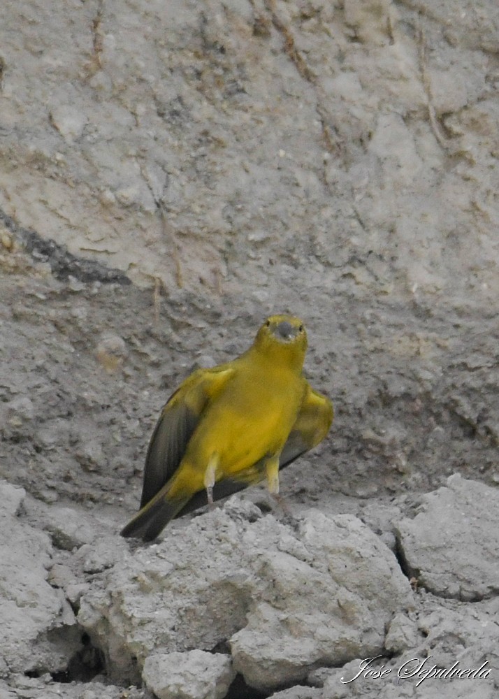 Greenish Yellow-Finch - ML612838051