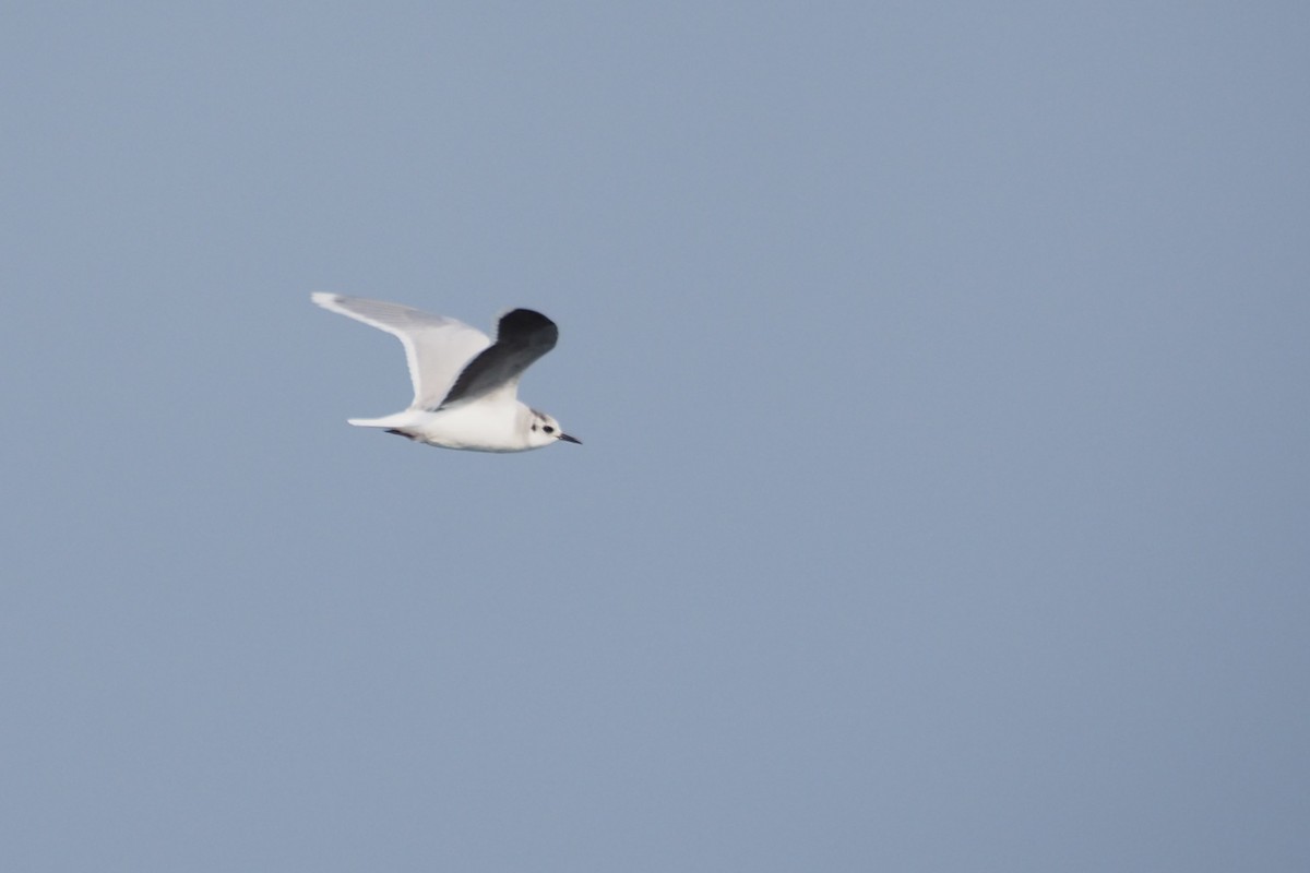 Little Gull - ML612838271