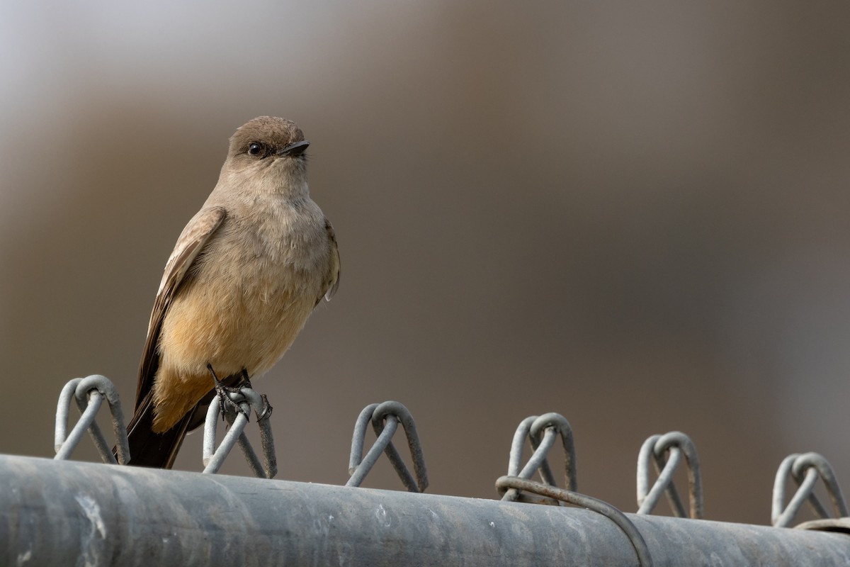 Say's Phoebe - Alex Smilor