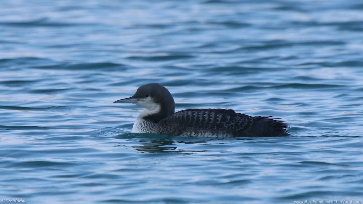 Pacific Loon - ML612838322