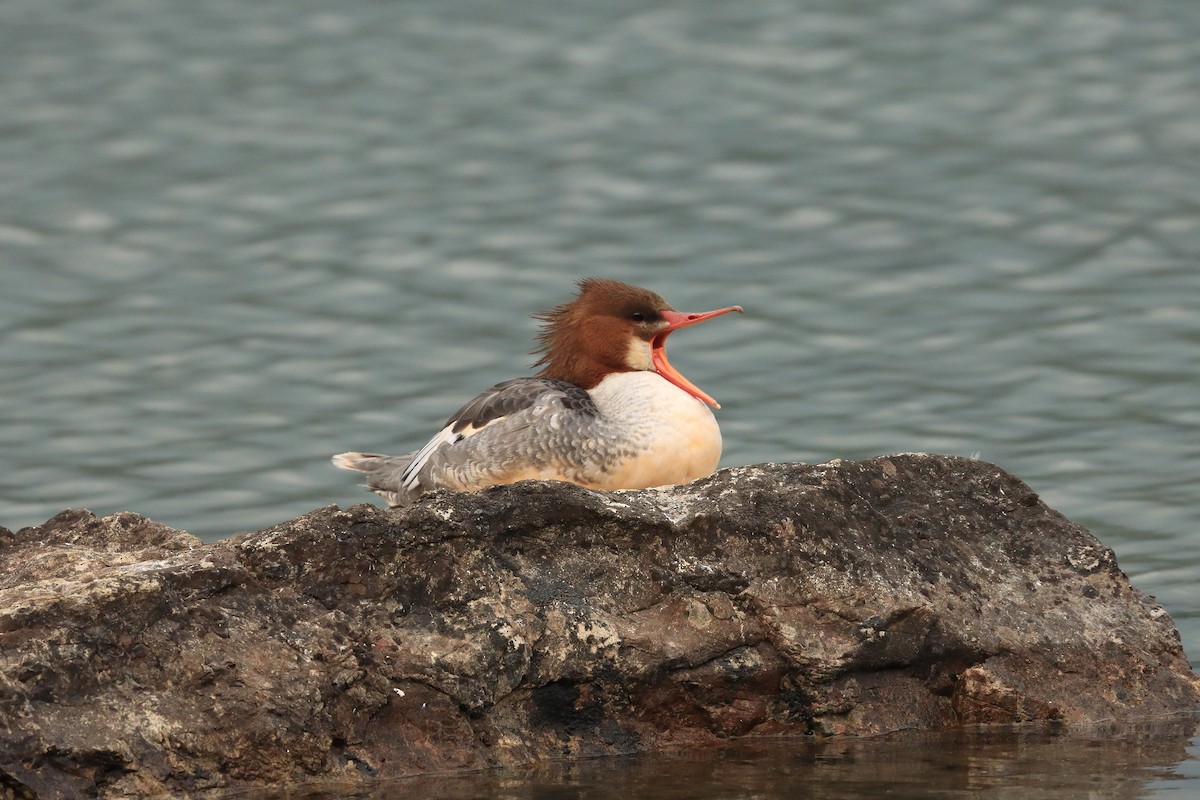 Common Merganser (North American) - ML612838367