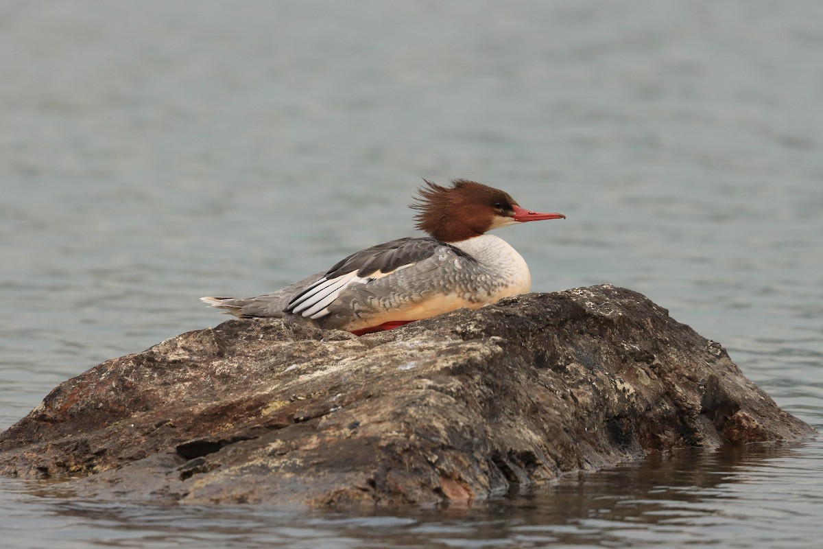 Common Merganser (North American) - ML612838368