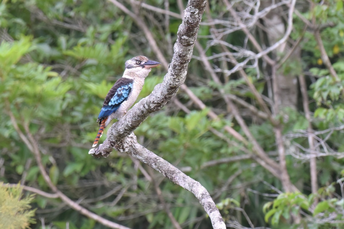 Blue-winged Kookaburra - ML612838399