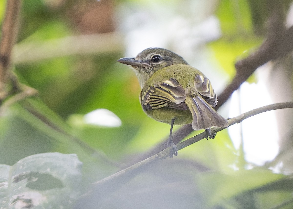 Olivscheitel-Breitschnabeltyrann (flavoolivaceus) - ML612838414