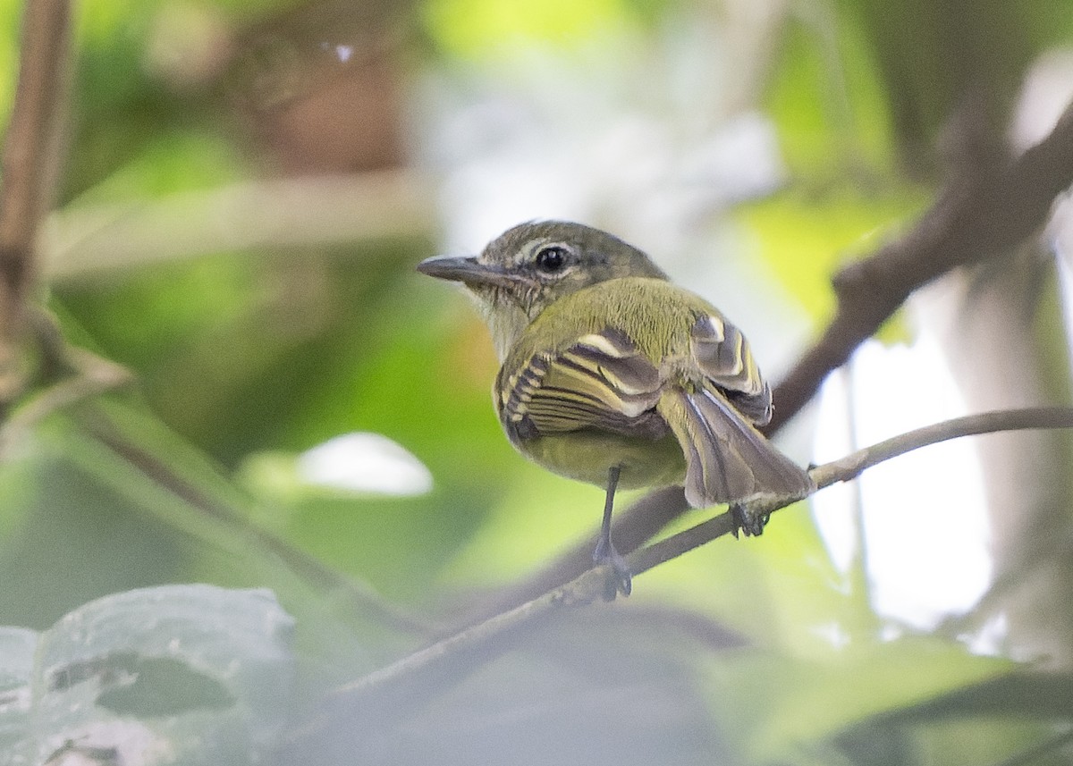 Olivscheitel-Breitschnabeltyrann (flavoolivaceus) - ML612838415