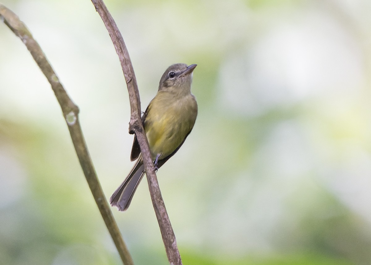 Yellow-olive Flatbill (Yellow-olive) - ML612838416