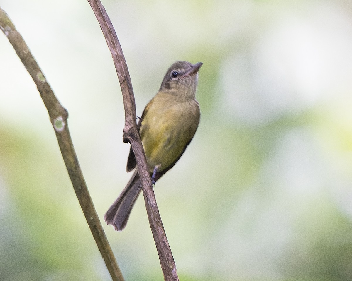 Yellow-olive Flatbill (Yellow-olive) - ML612838417