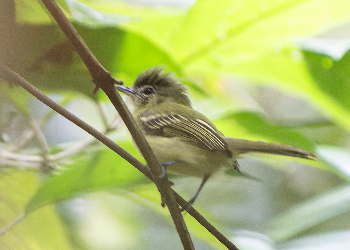 Yellow-olive Flatbill (Yellow-olive) - ML612838421