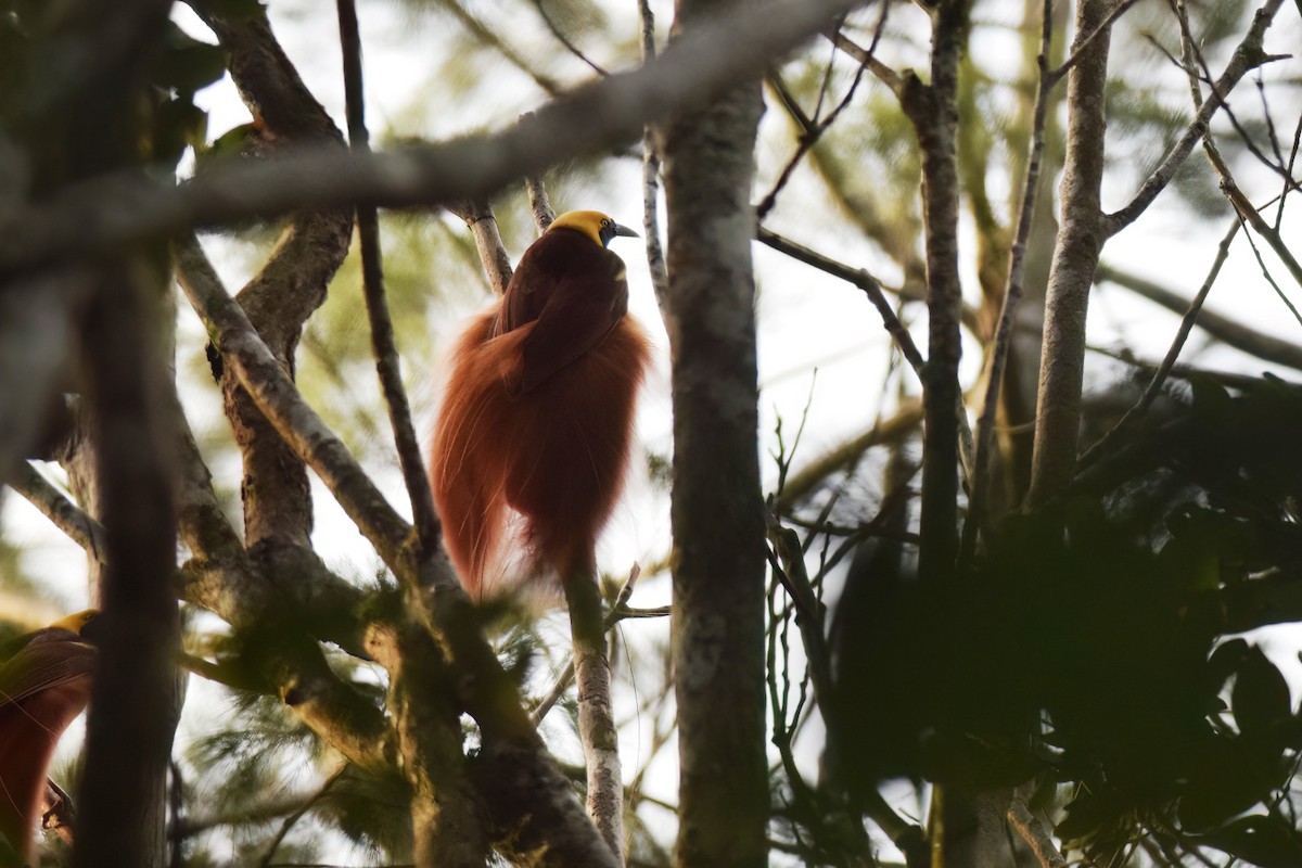 アカカザリフウチョウ - ML612838457