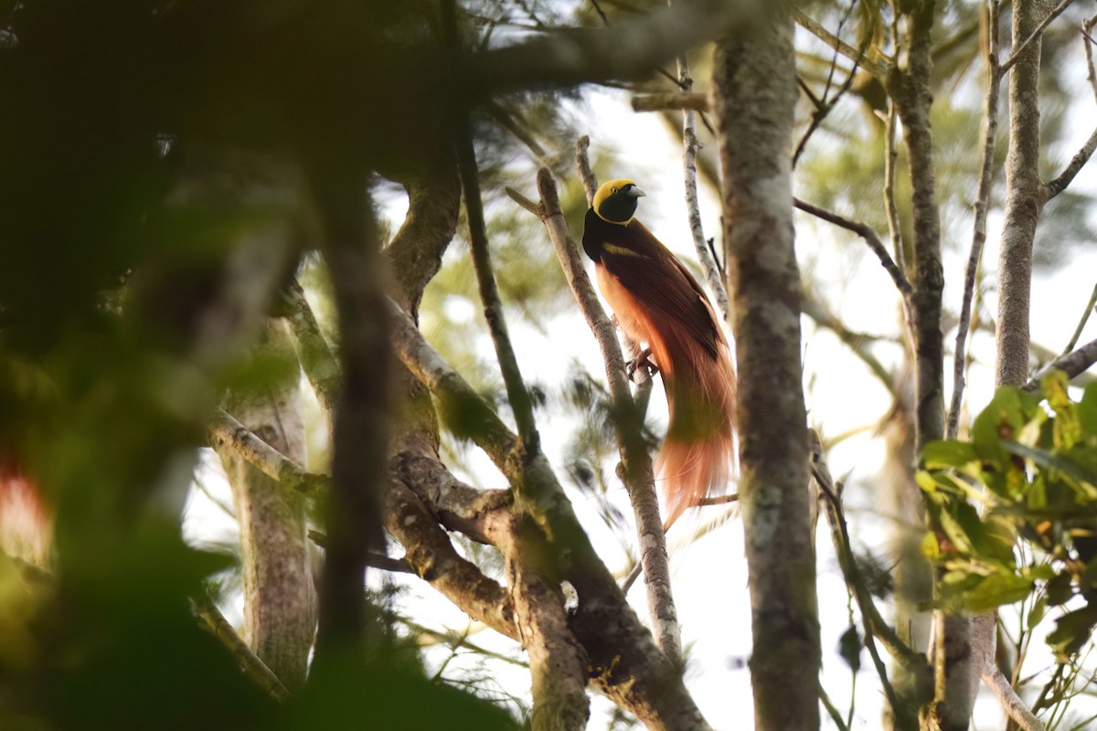 Raggiana Bird-of-Paradise - Vincent van der Spek