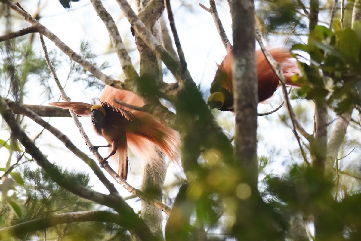 アカカザリフウチョウ - ML612838460