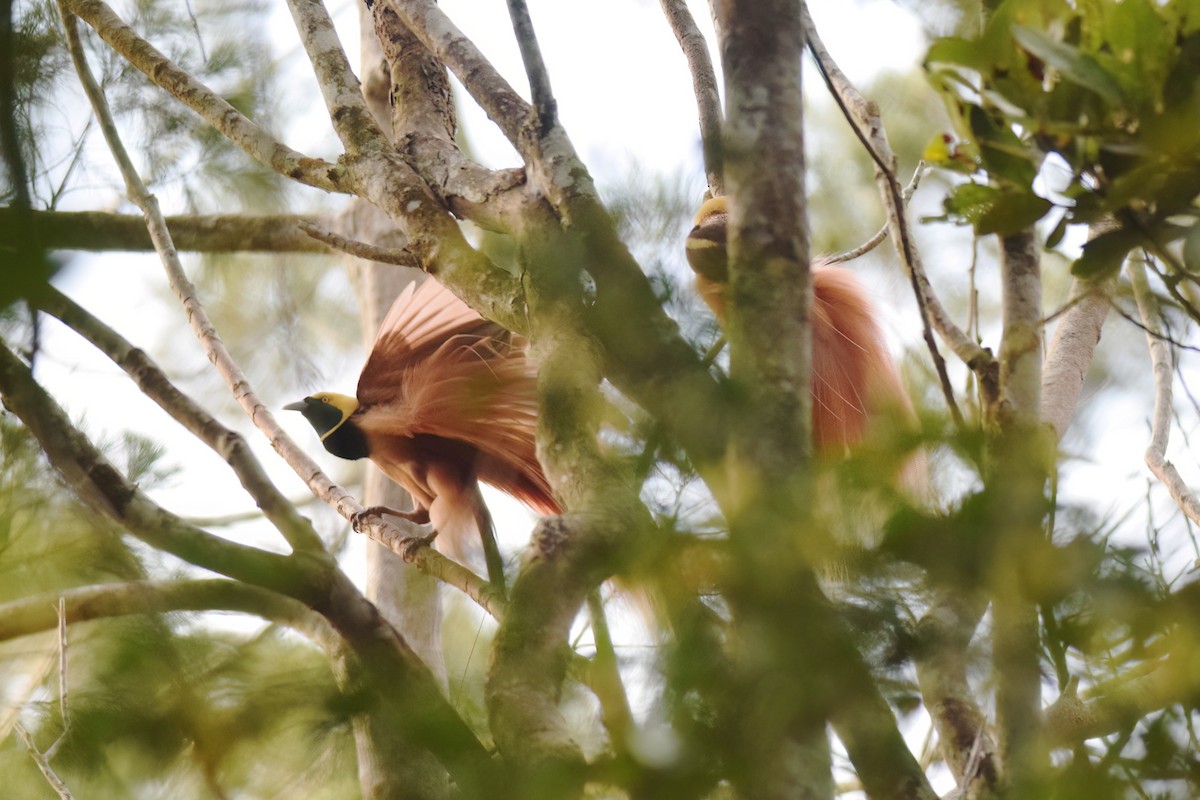 Raggiana Bird-of-Paradise - ML612838461