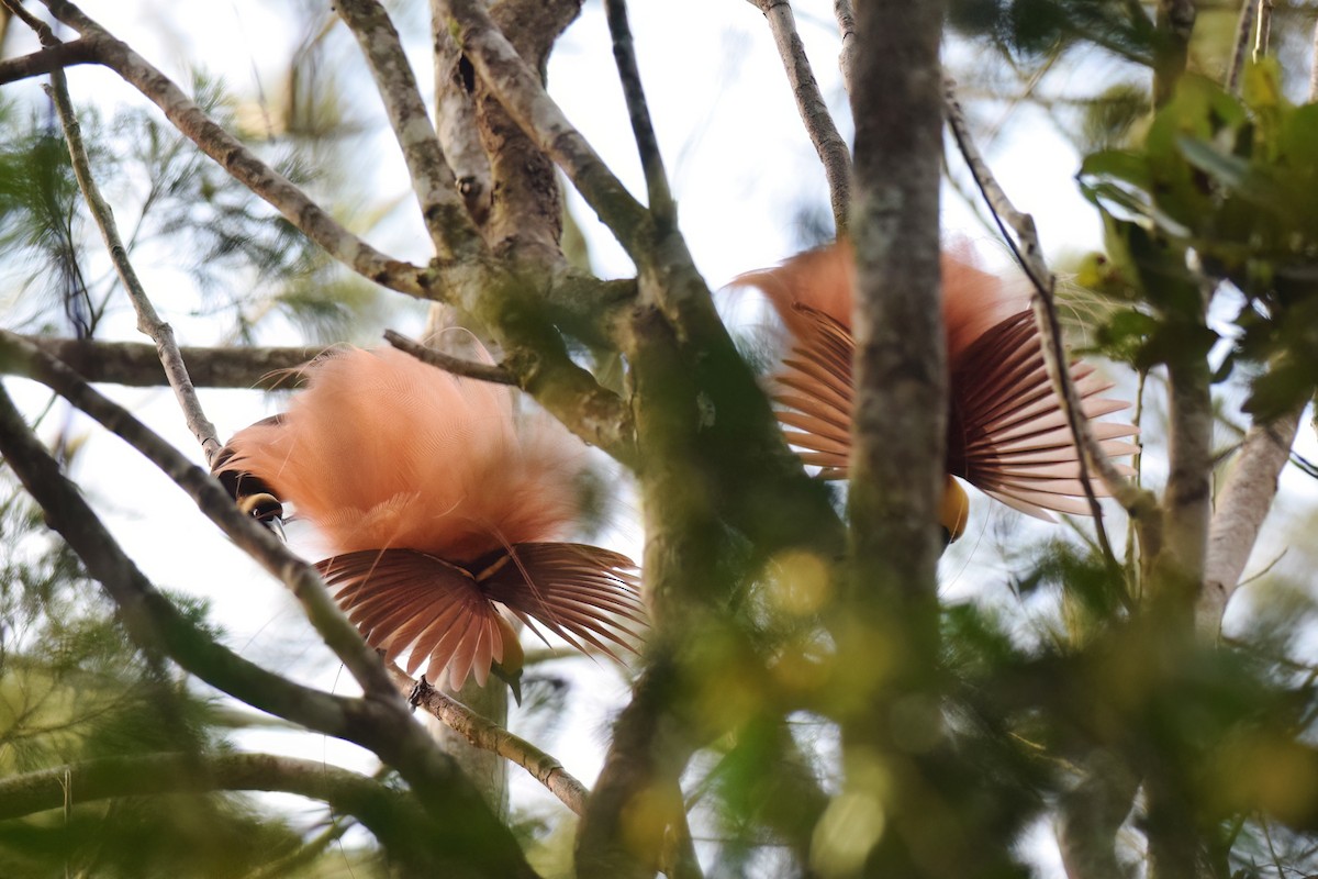 Raggiana Bird-of-Paradise - Vincent van der Spek