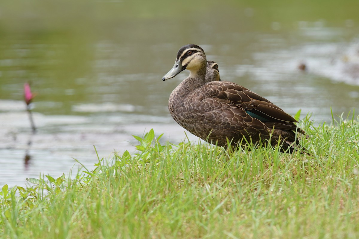 Pacific Black Duck - ML612838511