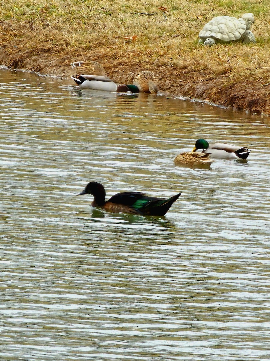 Canard colvert - ML612838524