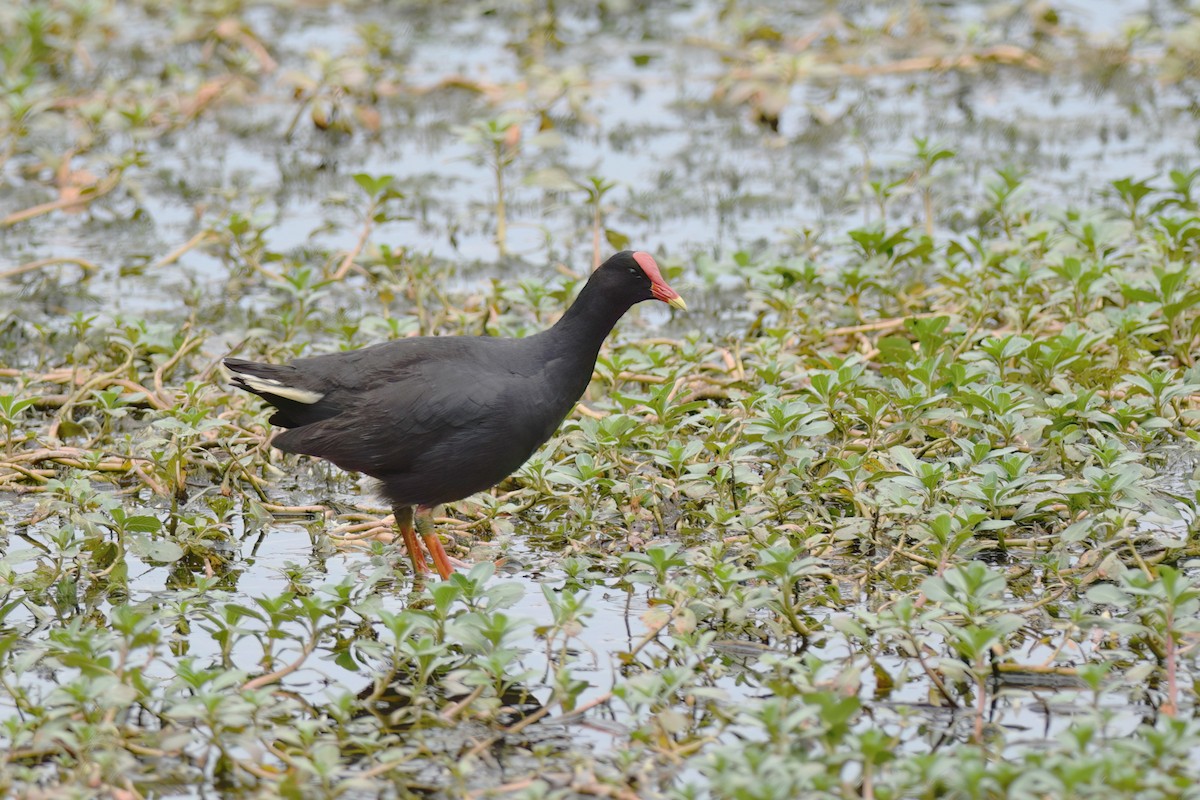 Dusky Moorhen - ML612838526